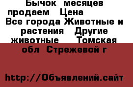 Бычок 6месяцев продаем › Цена ­ 20 000 - Все города Животные и растения » Другие животные   . Томская обл.,Стрежевой г.